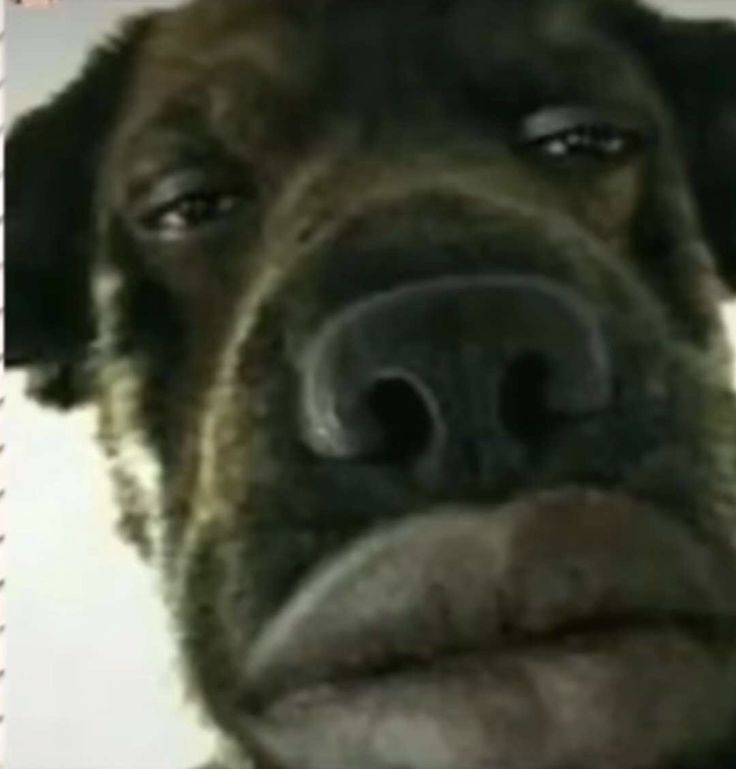 zoggler.schweizmeme